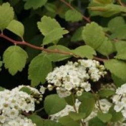 Spiraea 'Summersnow'
