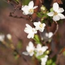 Spiraea thumbergii 