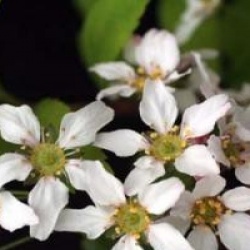 Spiraea thumbergii 'Fujino Pink' - Spir�e thumbergii rose