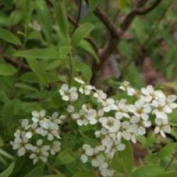 Spiraea x cinerea 'Grefsheim'