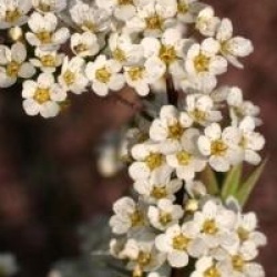 Spiraea x cinerea 'Grefsheim' - Spir�e Grefsheim