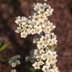 Spiraea x cinerea 'Grefsheim'