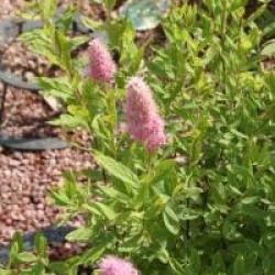 Spiraea x pseudosalicifolia