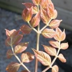 Aralia elata 'Variegata'