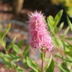 Spiraea x pseudosalicifolia