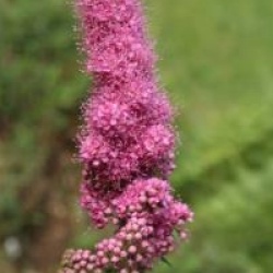 Spiraea x pseudosalicifolia