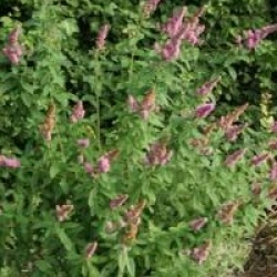 Spiraea x pseudosalicifolia