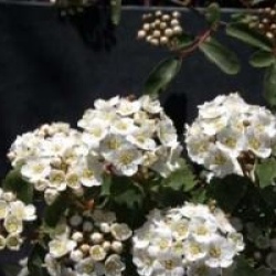 Spiraea x vanhouttei - Spir�e vanhouttei