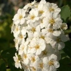 Spiraea x vanhouttei