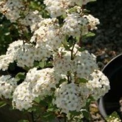Spiraea x vanhouttei