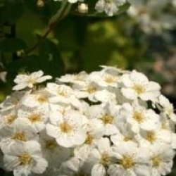 Spiraea x vanhouttei