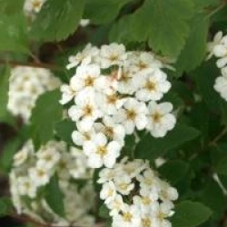 Spiraea x vanhouttei