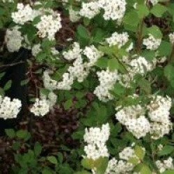 Spiraea x vanhouttei