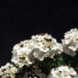 Spiraea x vanhouttei