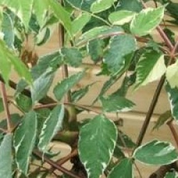 Aralia elata 'Variegata'