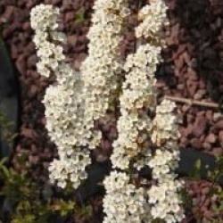 Spiraea 'Arguta' - Spir�e Arguta