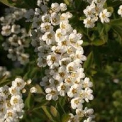 Spiraea 'Arguta'
