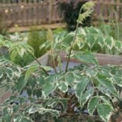 Aralia elata 'Variegata'
