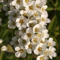 Spiraea 'Arguta'