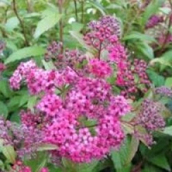 Spiraea japonica 'Anthony Waterer' - Spir�e Anthony Waterer