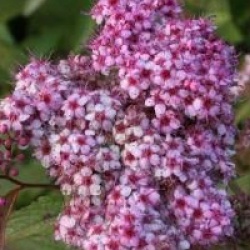 Spiraea japonica 'Anthony Waterer'