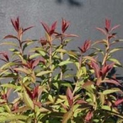 Spiraea japonica 'Anthony Waterer'