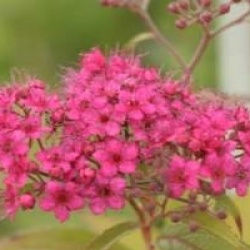 Spiraea japonica 'Anthony Waterer'