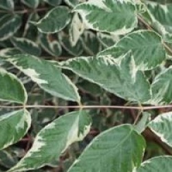 Aralia elata 'Variegata'