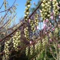 Stachyurus praecox