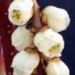 Stachyurus praecox - Stachyurus praecox