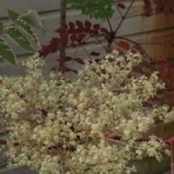 Aralia elata 'Variegata'