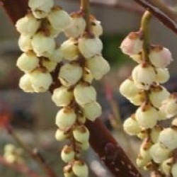 Stachyurus praecox