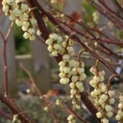 Stachyurus praecox
