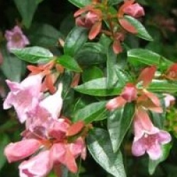 Abelia 'Edward Goucher'