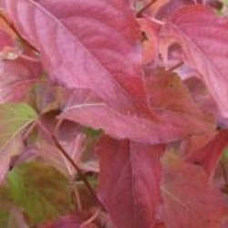 Stachyurus � fleurs roses