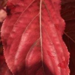 Stachyurus praecox 'Rubriflorus'