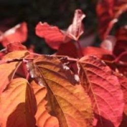 Stachyurus praecox 'Rubriflorus'
