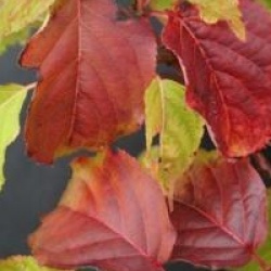 Stachyurus praecox 'Rubriflorus'
