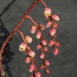Stachyurus praecox 'Rubriflorus'