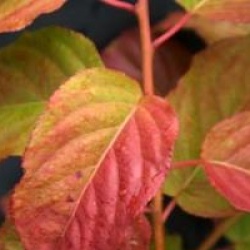 Stachyurus praecox 'Rubriflorus'