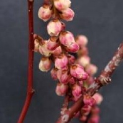 Stachyurus praecox 'Rubriflorus'