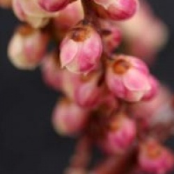 Stachyurus praecox 'Rubriflorus'