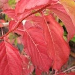 Stachyurus praecox 'Rubriflorus'