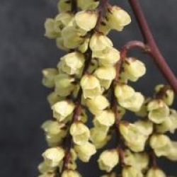 Stachyurus chinensis 'Celina'