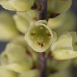 Stachyurus chinensis 'Celina'