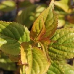 Stachyurus chinensis 'Celina'