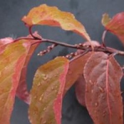Stachyurus chinensis 'Celina'