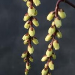 Stachyurus chinensis 'Celina'