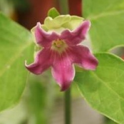 Araujia sericifera 'Rosea'