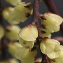 Stachyurus chinensis 'Celina'